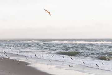 Flying seagulls, beautiful sea