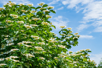 Bush medicinal plant viburnum with flowers and green leaves, spring landscape