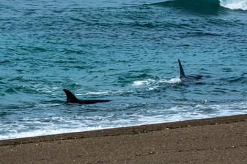 Orcas hunting sea lions, Patagonia , Argentina