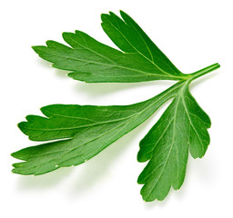 Obraz premium Parsley isolated on white