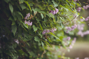 spring lilac flowers on tree