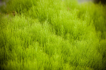 green grass and background