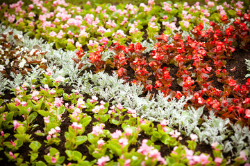 field of red and white flowers