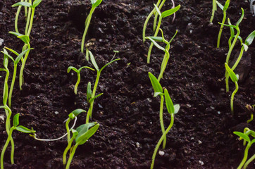 Green pepper seedlings. New concept of life.