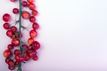 Small paradise apples on a branch on white background for your design
