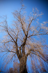 tree and sky
