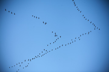 bird flying to south