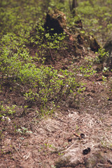 green moss on forest