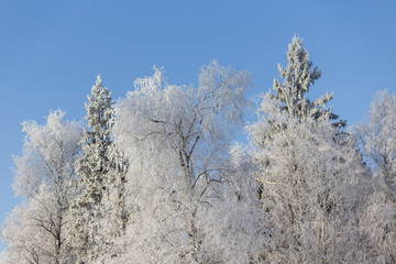 Obraz na płótnie Canvas Snowy winter. Walking in the forest. White trees