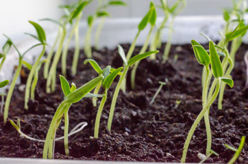 Green pepper seedlings. New concept of life.