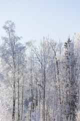 Snowy winter. Walking in the forest. White trees