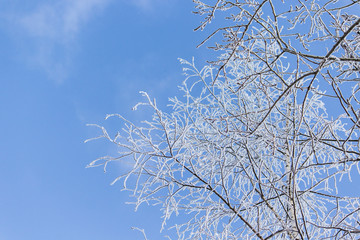 White branch of tree in the snow. Blue background. Copy space.Place for text 