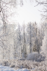 Winter forest. Frozen trees