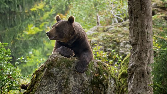 Brown bear (Ursus arctos) relaxing in forest