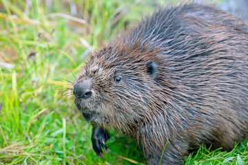 funny brown American beaver (castor genus) sitting in the reeds near the pond, closeup