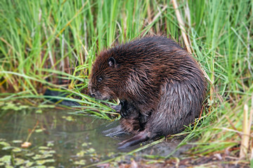 funny brown American beaver (castor genus) sitting in the reeds near the pond, closeup