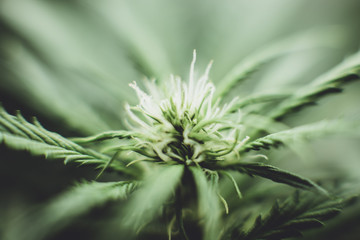 Young cannabis plant. In door grow hemp. Legal Marijuana cultivation in the home. Cannabis at the...
