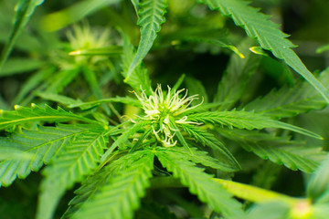 Green background of leaves. Legal Marijuana cultivation in the home. Medicinal indica with CBD....