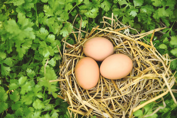 Chicken eggs in basket nest with corianderleaves background