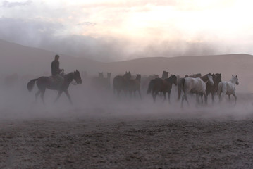 Fototapeta na wymiar Wild horses are running for freedom. Cowboy