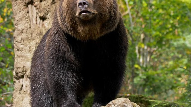 Brown bear (Ursus arctos) roaring