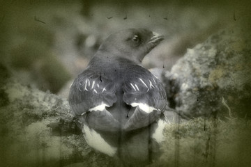 Portrait of dovekey, black and white retro style