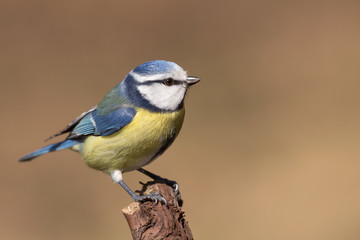 Fototapeta premium Splendido ritratto di una cinciarella nel bosco (Cyanistes caeruleus)