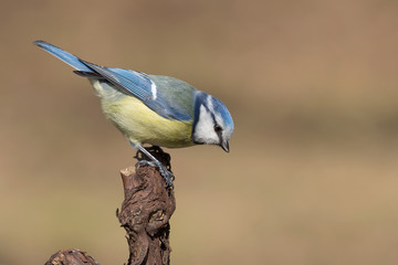 Obraz premium Splendido ritratto di una cinciarella nel bosco (Cyanistes caeruleus)