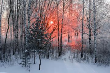 Fototapeta premium frosty winter morning landscape with red orange color sun
