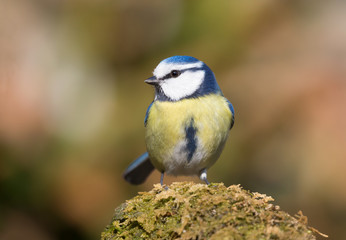 Splendido ritratto di una cinciarella nel bosco (Cyanistes caeruleus)