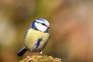 Splendido ritratto di una cinciarella nel bosco (Cyanistes caeruleus)