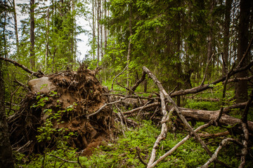 fallen tree in the forest after Hurricane