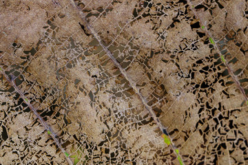 Image of a dried leaf fiber. Background Textures.