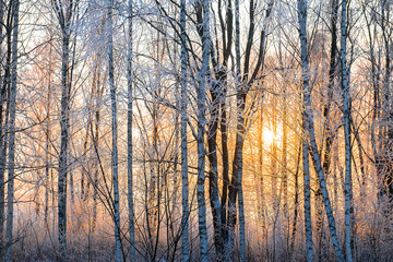 Fototapeta premium frosty winter morning landscape with golden yellow sun