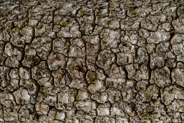 Wood texture with natural patterns, Background old panels, The bark of the tree.