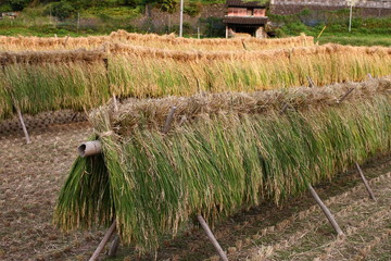 刈り取った稲を竿に掛けて干している様子