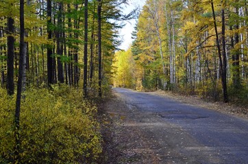 Beautiful autumn forest in September