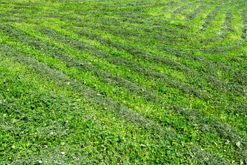View of the mowed lawn on which the grass is cut.