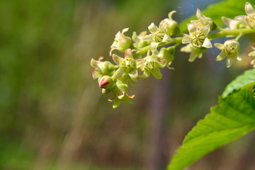 View of the flowering branch of black currant.