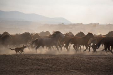 Fototapeta na wymiar the cowboy who tamed horses, dust and smoke