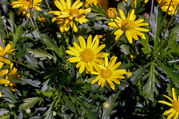 Yellow daisies flowers Euryops pectinatus