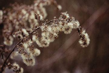 Wildpflanze im Herbst