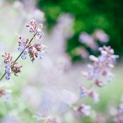 Blaue Wildblumen am Wegesrand