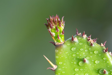 The fresh leaves
