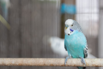 Group of Fancy color Budgerigar