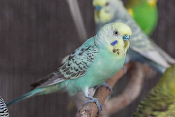 Group of Fancy color Budgerigar
