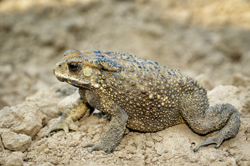 Image of toad(bufonidae) is on the soil lump. Amphibian. Animal.