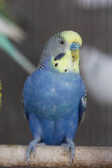 Group of Fancy color Budgerigar