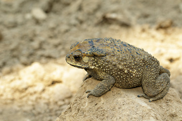 Image of toad(bufonidae) is on the soil lump. Amphibian. Animal.