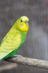 Group of Fancy color Budgerigar